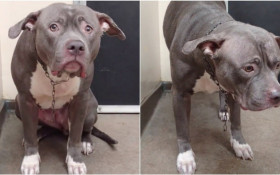 Pitbull &eacute; abandonado em ca&ccedil;amba