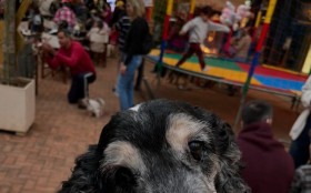 Divers&atilde;o garantida tamb&eacute;m para os pets