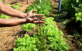 Estado do Esp&iacute;rito Santo investe R$ 62 milh&otilde;es na compra de alimentos da agricultura familiar para a merenda escolar
