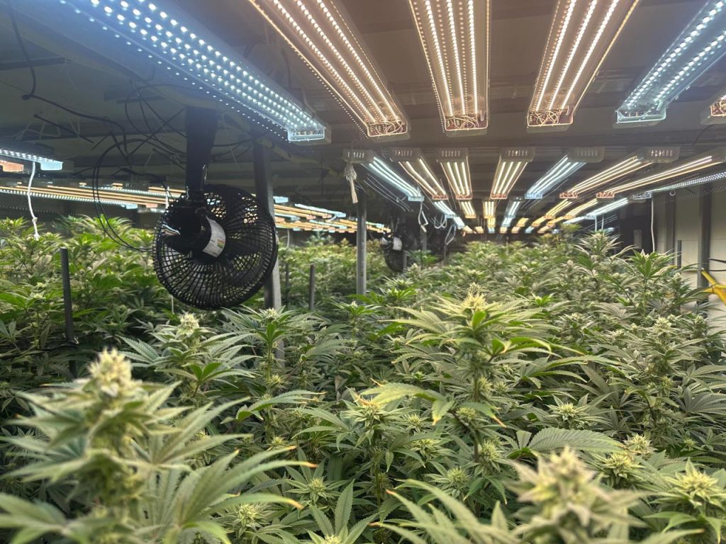 Planta&ccedil;&atilde;o de maconha &eacute; descoberta em Mogi