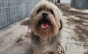 BRASILIANAS | C&atilde;ozinho vai at&eacute; a DP e 'registra seu desaparecimento'