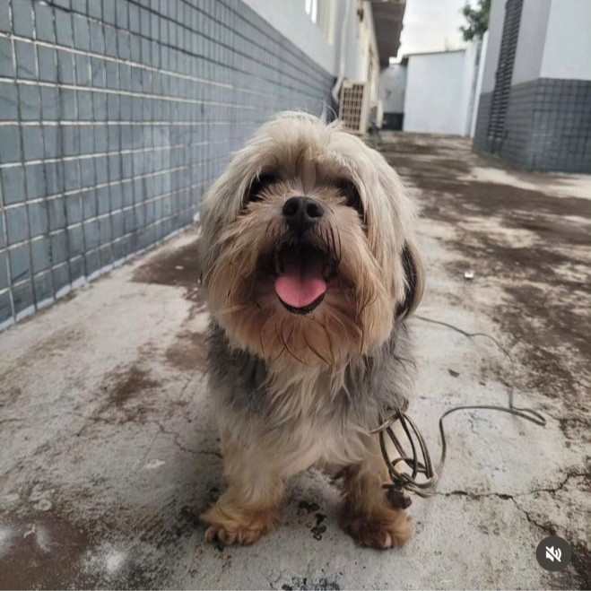 BRASILIANAS | C&atilde;ozinho vai at&eacute; a DP e 'registra seu desaparecimento'