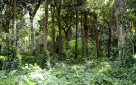 S&atilde;o Paulo lan&ccedil;a plataforma para monitorar biodiversidade