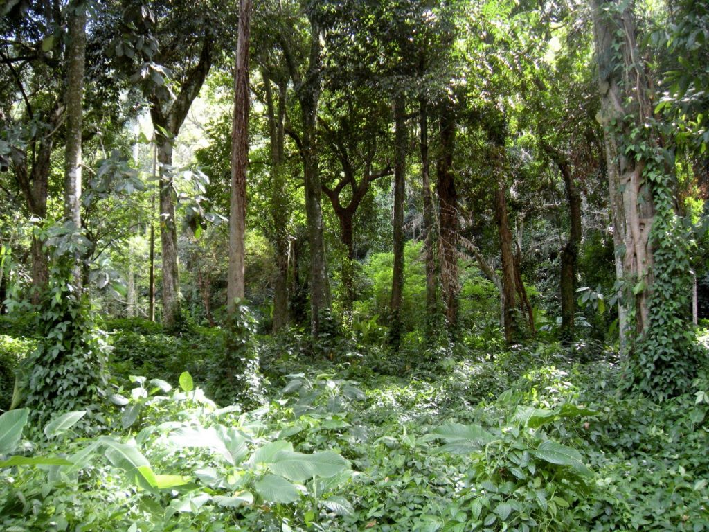 S&atilde;o Paulo lan&ccedil;a plataforma para monitorar biodiversidade