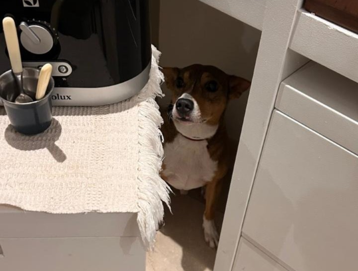 Menos barulho, mais bem‑estar aos pets