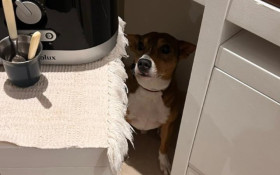 Menos barulho, mais bem‑estar aos pets