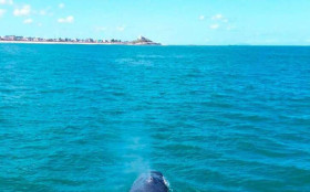 Rota de migra&ccedil;&atilde;o de baleias chega ao litoral do Rio