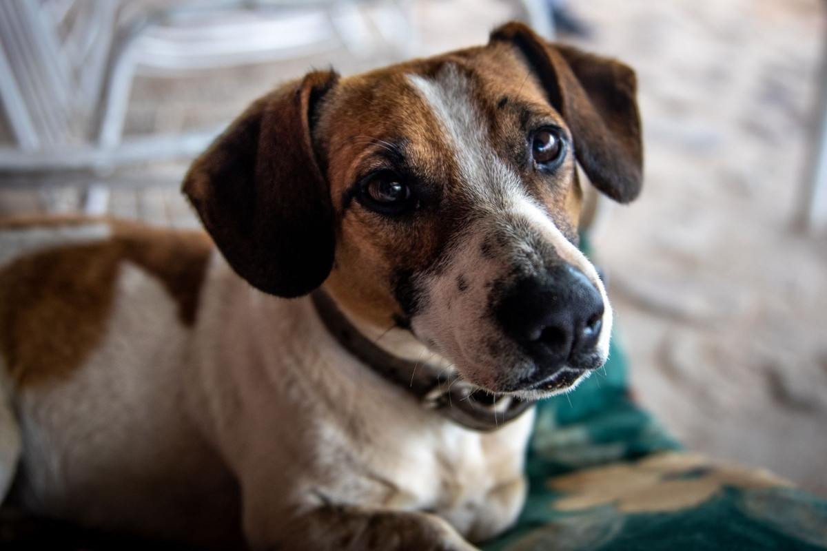 Nova delegacia poder&aacute; proteger animais