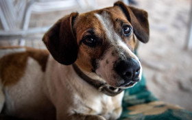 Nova delegacia poder&aacute; proteger animais