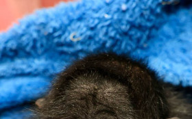 BRASILIANAS | Frio no DF leva Zool&oacute;gico de Bras&iacute;lia a refor&ccedil;ar cuidados com animais mais sens&iacute;veis