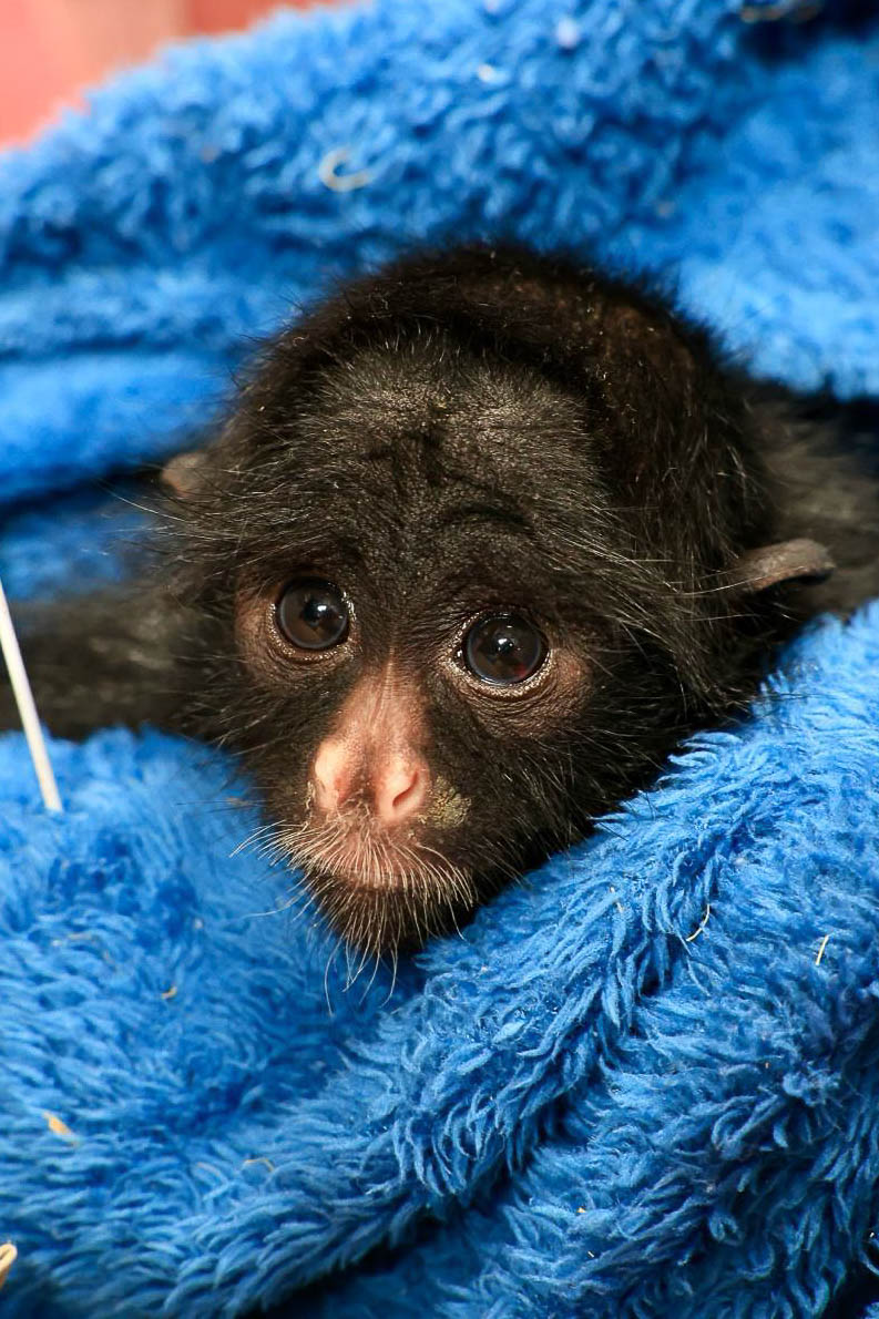 BRASILIANAS | Frio no DF leva Zool&oacute;gico de Bras&iacute;lia a refor&ccedil;ar cuidados com animais mais sens&iacute;veis