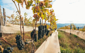 Rio pode criar pol&iacute;tica de est&iacute;mulo &agrave; cadeia produtiva de uva, do vinho e do enoturismo