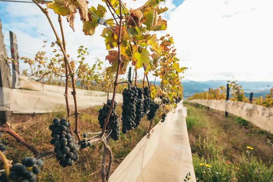 Rio pode criar pol&iacute;tica de est&iacute;mulo &agrave; cadeia produtiva de uva, do vinho e do enoturismo