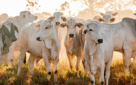 Carne bovina do Tocantins alcan&ccedil;a US$ 633 milh&otilde;es em vendas