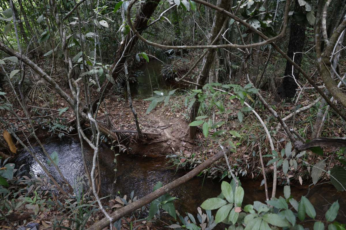 Iniciativas que preservam a floresta ganham espa&ccedil;o