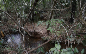 Iniciativas que preservam a floresta ganham espa&ccedil;o