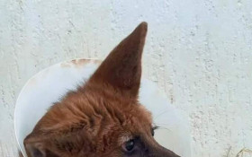 BRASILIANAS | Filhote de lobo‑guar&aacute; tratado no Hfaus &eacute; devolvido ao Cerrado ap&oacute;s cirurgia e reabilita&ccedil;&atilde;o