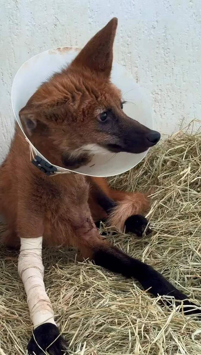 BRASILIANAS | Filhote de lobo‑guar&aacute; tratado no Hfaus &eacute; devolvido ao Cerrado ap&oacute;s cirurgia e reabilita&ccedil;&atilde;o