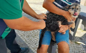 Quissam&atilde; inicia vacina&ccedil;&atilde;o antirr&aacute;bica no fim de semana