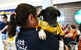 Campanha de ado&ccedil;&atilde;o de pets faz sucesso em Nova Igua&ccedil;u