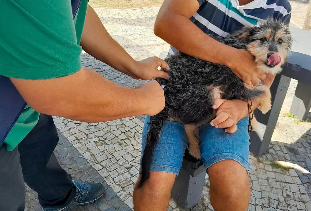 Quissam&atilde; inicia vacina&ccedil;&atilde;o antirr&aacute;bica no fim de semana