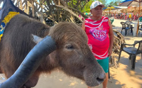 B&uacute;falos impulsionam agroind&uacute;stria no Par&aacute;