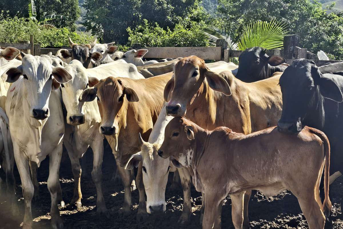 Programa 'Maca&eacute; Reproduza ' insemina mais de 6 mil vacas
