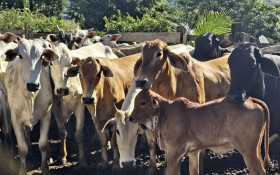 Programa 'Maca&eacute; Reproduza ' insemina mais de 6 mil vacas