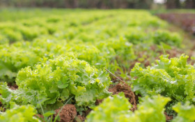Zoo do DF abre chamada para a agricultura familiar