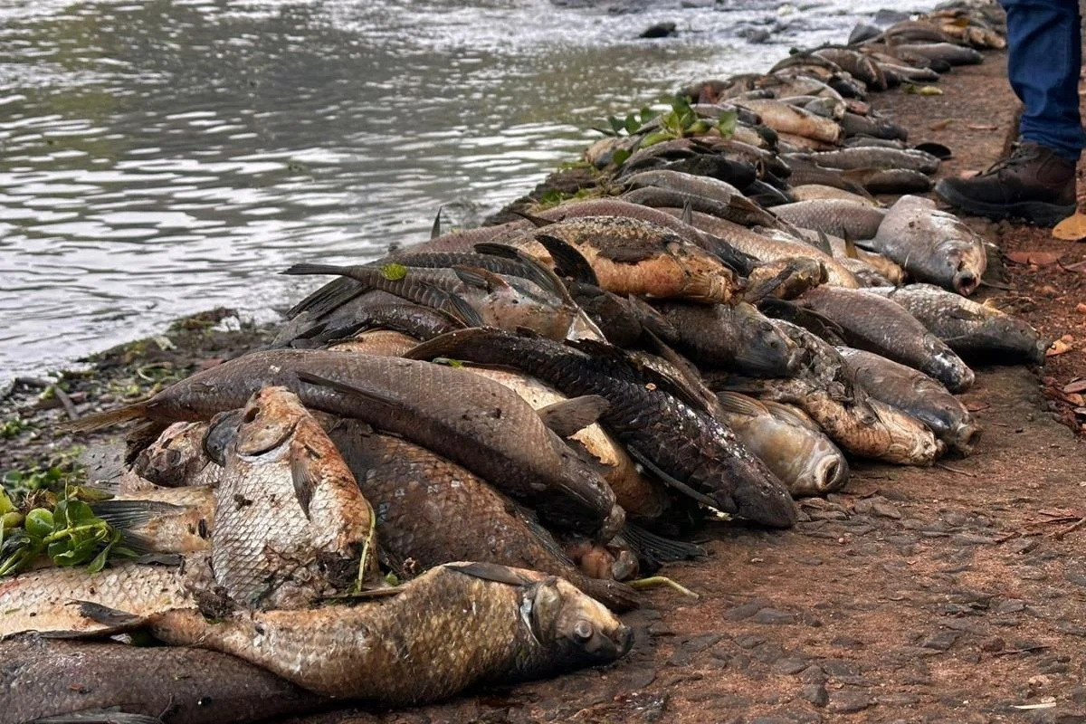 Usina rejeita acordo sobre mortandade no Rio Piracicaba