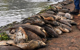 Usina rejeita acordo sobre mortandade no Rio Piracicaba