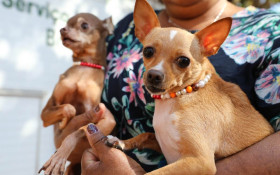 DF ofertar&aacute; castra&ccedil;&atilde;o gratuita de c&atilde;es e gatos no Recanto das Emas
