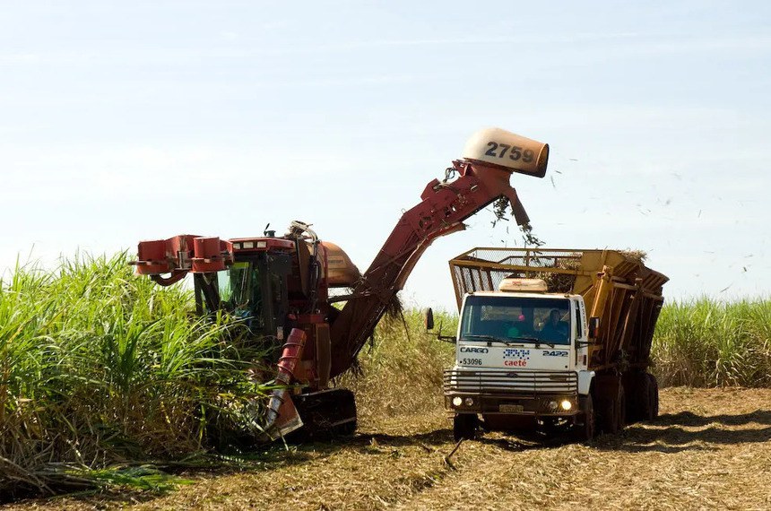 MP incentiva produtores de cana do Nordeste