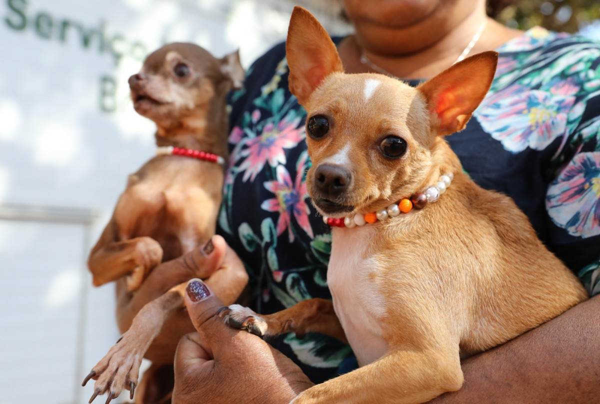 DF ofertar&aacute; castra&ccedil;&atilde;o gratuita de c&atilde;es e gatos no Recanto das Emas