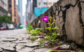Pq. Primavera: 25 anos &agrave; espera de solu&ccedil;&atilde;o