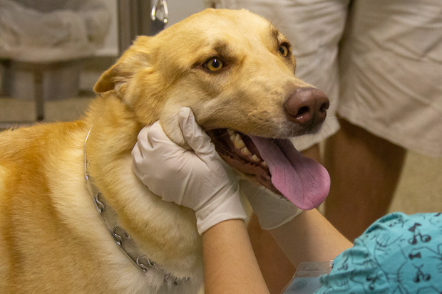 DF: acesso gratuito &agrave; transfus&atilde;o de sangue veterin&aacute;rio ainda enfrenta desafios