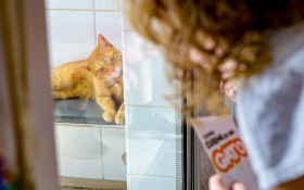 Acesso gratuito a transfus&atilde;o de sangue veterin&aacute;rio ainda enfrenta desafios no DF