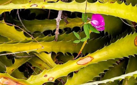 Estudo destaca papel da macambira nordestina