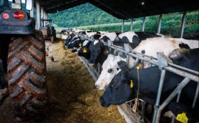 Campanha incentiva consumo de leite ga&uacute;cho