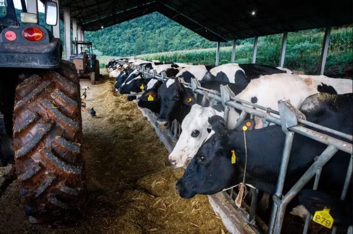 Campanha incentiva consumo de leite ga&uacute;cho