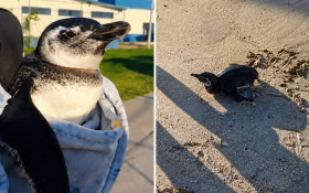 Pinguim ferido &eacute; resgatado no Piscin&atilde;o de Ramos