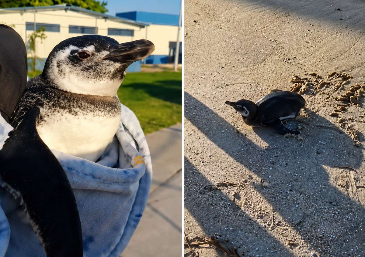 Pinguim ferido &eacute; resgatado no Piscin&atilde;o de Ramos