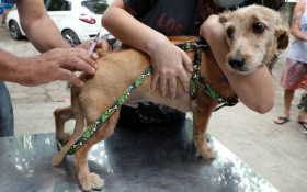 Planet&aacute;rio do Rio recebe a&ccedil;&otilde;es gratuitas de bem‑estar animal