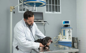 SP amplia mutir&otilde;es de castra&ccedil;&atilde;o e atendimento veterin&aacute;rio gratuito para pets