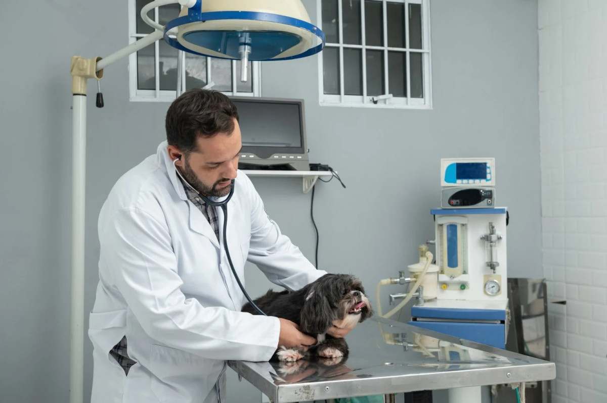 SP amplia mutir&otilde;es de castra&ccedil;&atilde;o e atendimento veterin&aacute;rio gratuito para pets