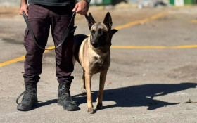 Treinamento da Guarda Civil de S&atilde;o Jo&atilde;o de Meriti com c&atilde;es