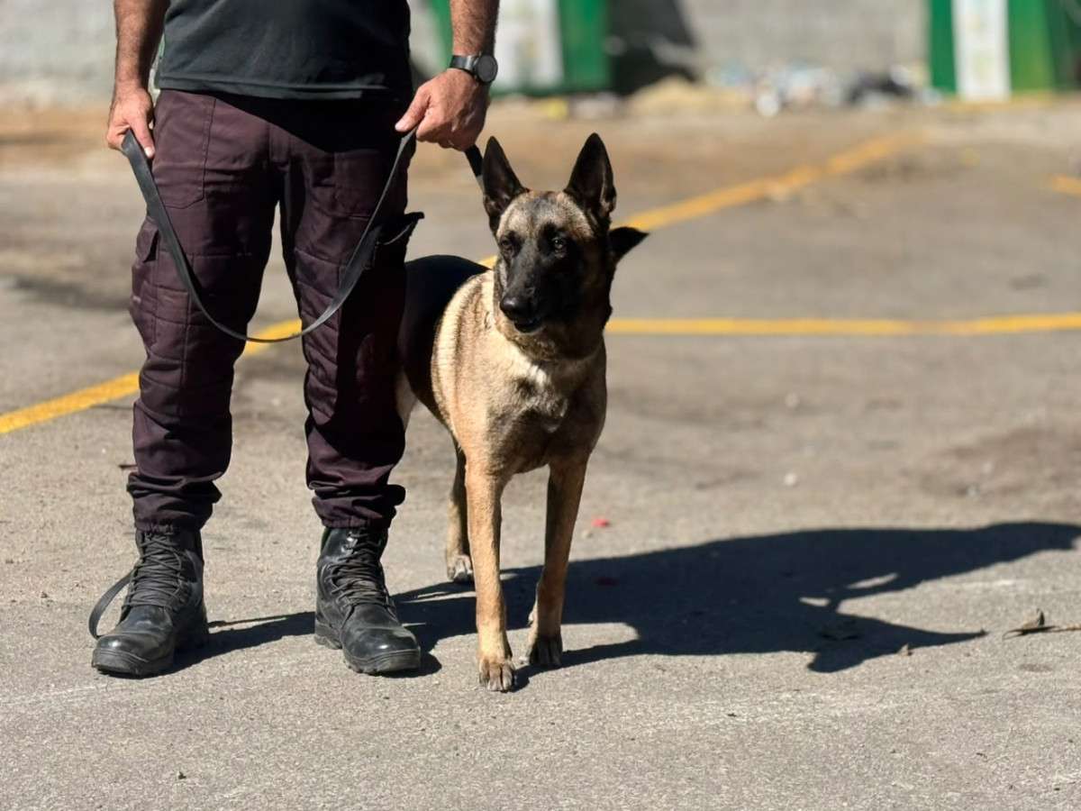 Treinamento da Guarda Civil de S&atilde;o Jo&atilde;o de Meriti com c&atilde;es