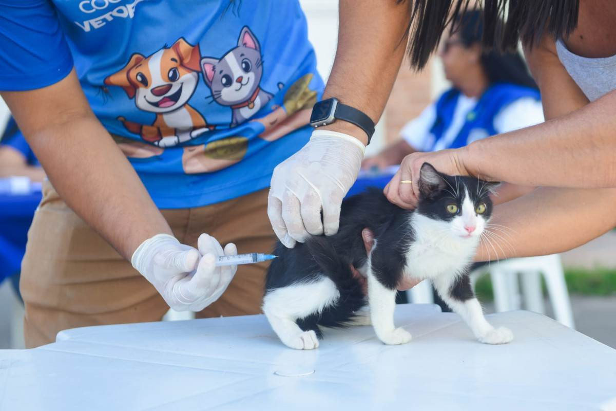 Preven&ccedil;&atilde;o contra o mosquito Aedes Aegypti