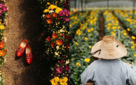 Holambra: maior polo de flores da Am&eacute;rica Latina