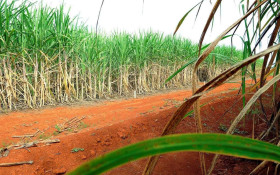 Nordeste projeta alta na produ&ccedil;&atilde;o de a&ccedil;&uacute;car na pr&oacute;xima safra